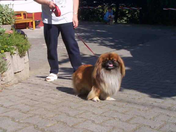 Der Pekingese