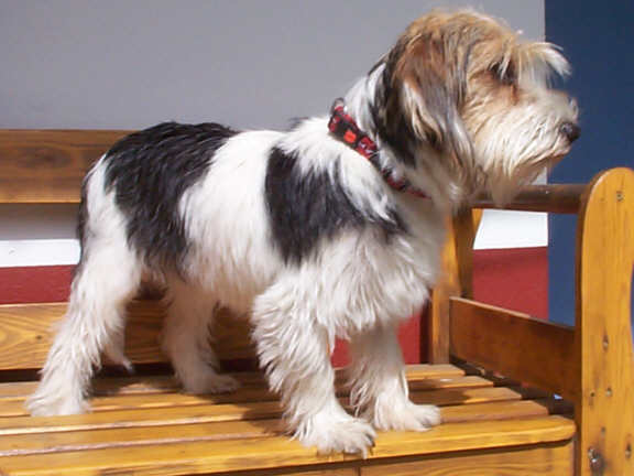 Der Petit Basset Griffon Vendeen