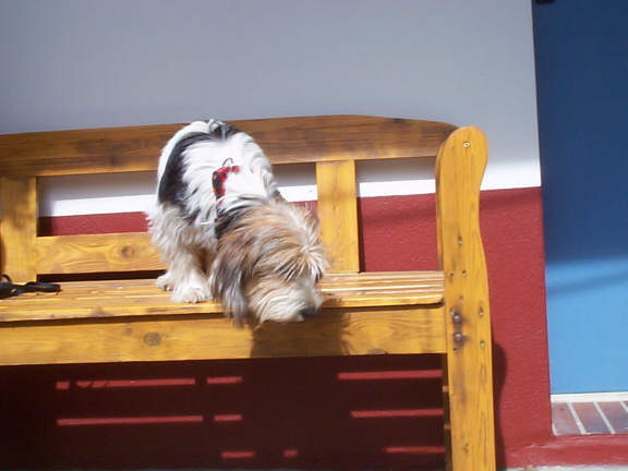 Der Petit Basset Griffon Vendeen