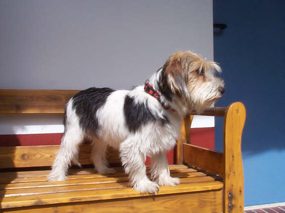 Der Petit Basset Griffon Vendeen