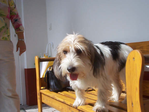Der Petit Basset Griffon Vendeen