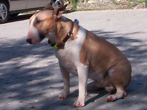 Der Bullterrier