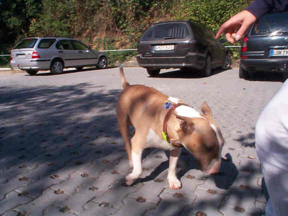 Der Bullterrier