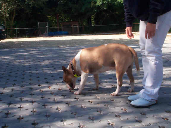 Der Bullterrier