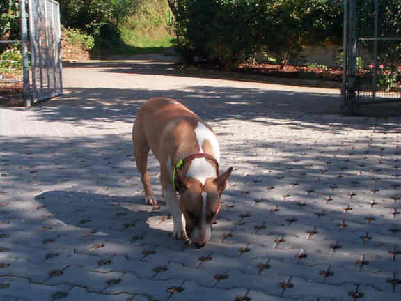 Der Bullterrier
