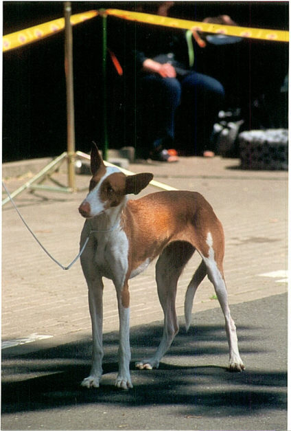 Der Podenco Ibicenco