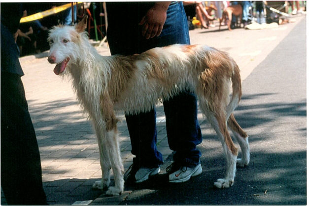 Der Podenco Ibicenco