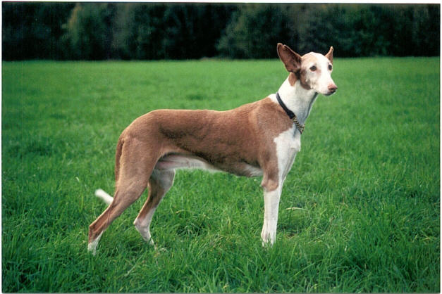 Der Podenco Ibicenco