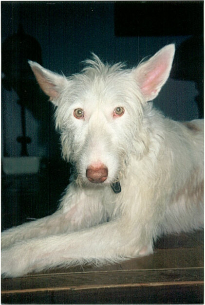 Der Podenco Ibicenco