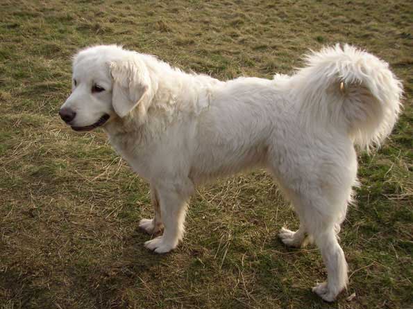 Tatrahund