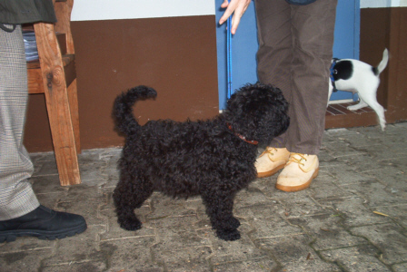 Pudel