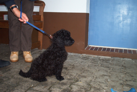 Pudel