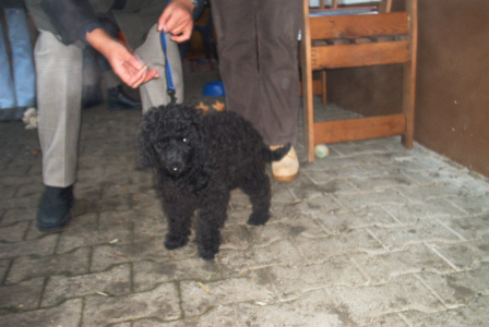 Pudel