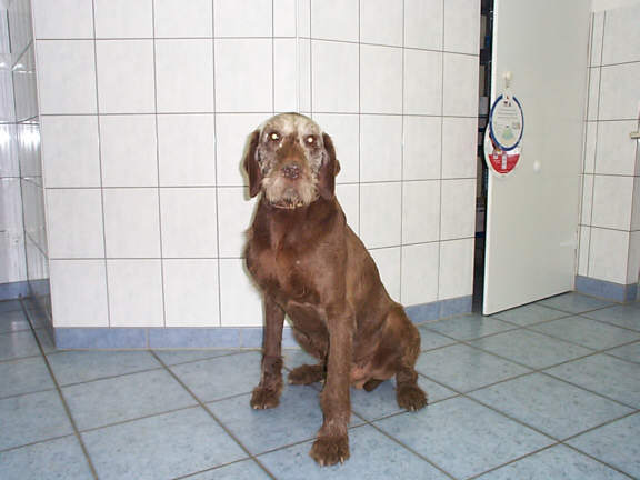 Der Pudelpointer