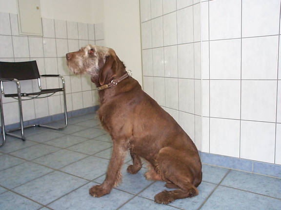 Der Pudelpointer