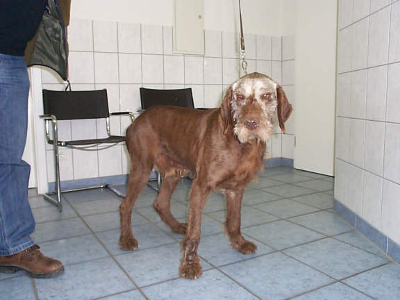 Der Pudelpointer