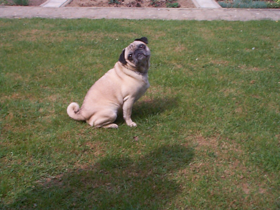 Pug / Mops