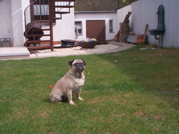 Pug / Mops