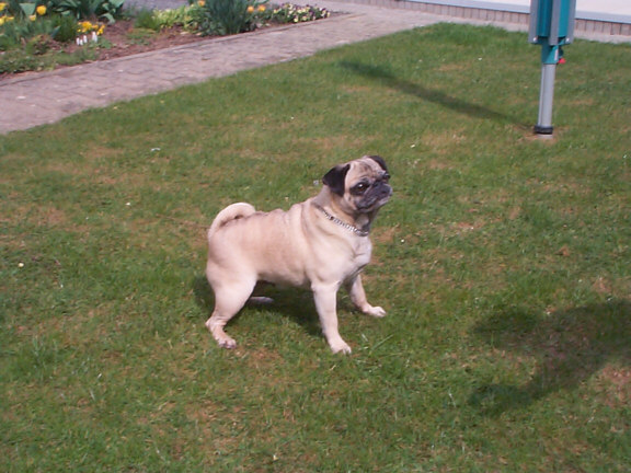 Pug / Mops