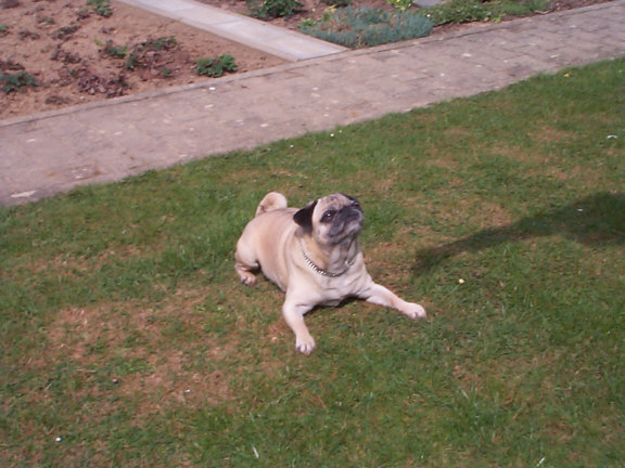 Pug / Mops