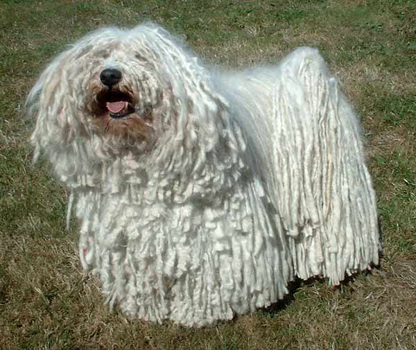 Der Puli