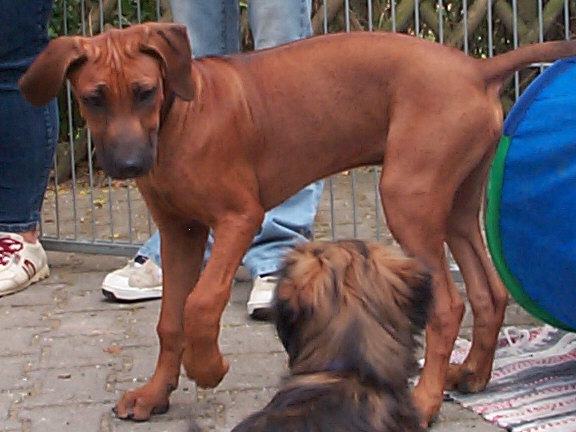 Rhodesian Ridgeback
