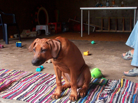 Rhodesian Ridgeback