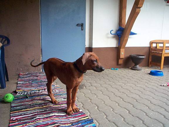 Rhodesian Ridgeback