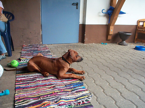 Rhodesian Ridgeback