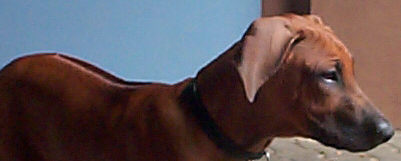 Ridgeback