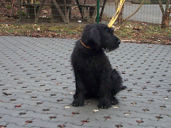 Der Riesenschnauzer