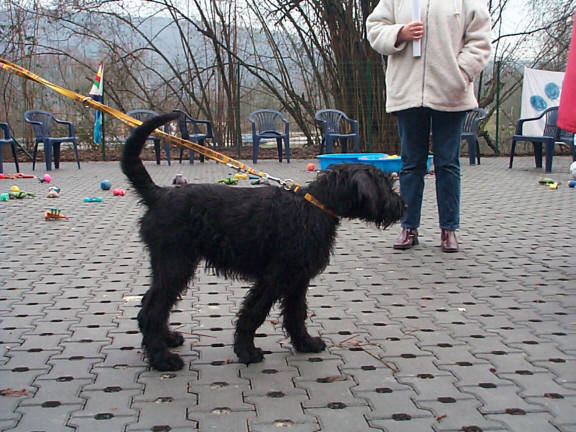 Der Riesenschnauzer
