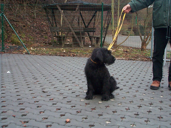 Der Riesenschnauzer