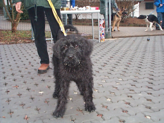 Der Riesenschnauzer