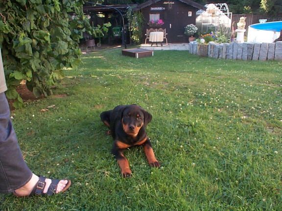 Der Rottweiler
