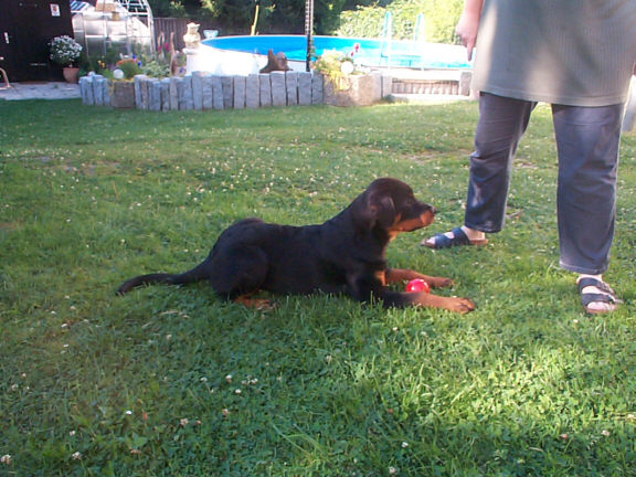Der Rottweiler