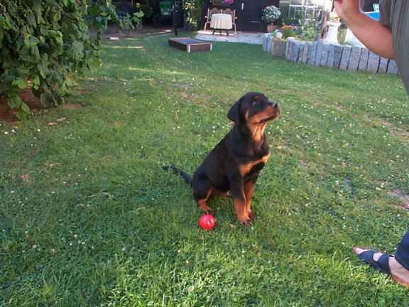 Der Rottweiler