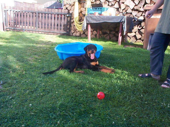 Der Rottweiler