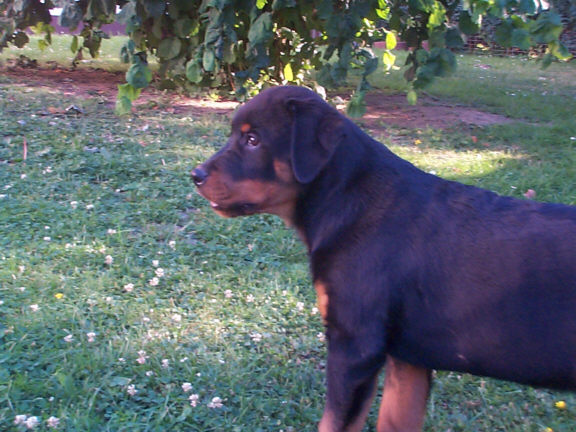 Der Rottweiler