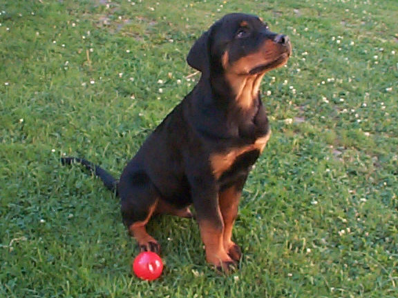 Der Rottweiler