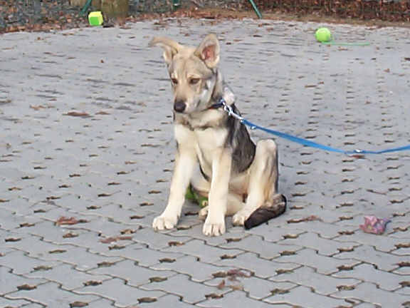 Der Saarlooswolfhond