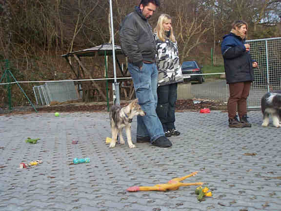 Der Saarlooswolfhond