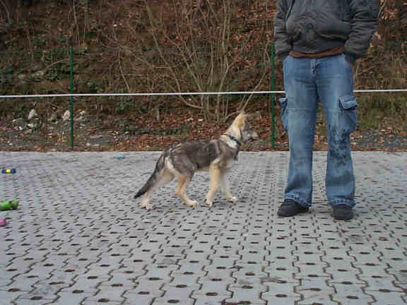 Der Saarlooswolfhond