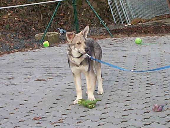 Der Saarlooswolfhond