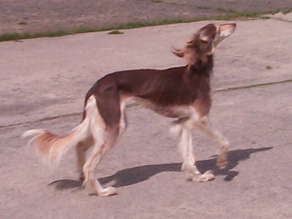 Der Saluki