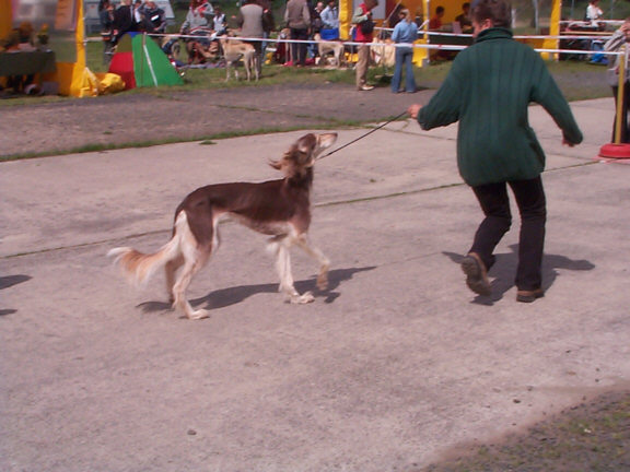 Der Saluki