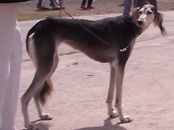 Der Saluki