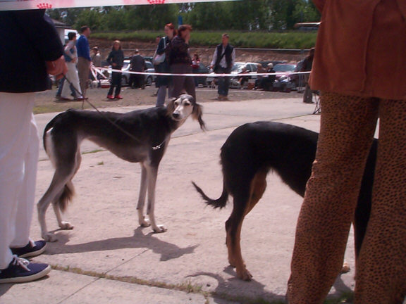 Der Saluki