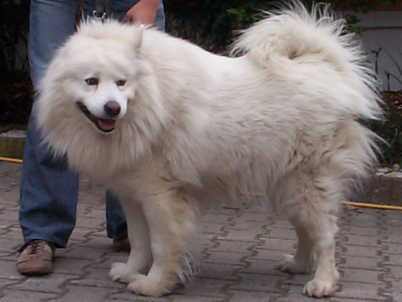 Der Samojede