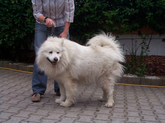 Der Samojede